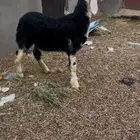 رخل نجديه فاخره