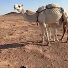 للبيع خلفه وضحى