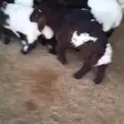 غنم نعيم خلفات