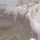 ضان بلدي العدد 22 راس