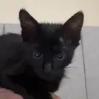 قط ذكر أسود