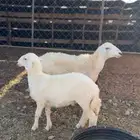 حريه رباع تحتها رخل