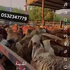 سواكني لحم وشحم مشاءالله تبارك الله