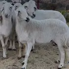 ضأن طيبة للبيع