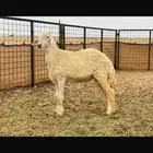 مشاريع فحول نوادر