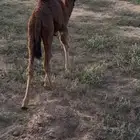 حوار ضيار ساحلي