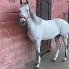 حصان شعبي ( البيع مستعجل )