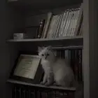 قطة كيتن عمرها 4 شهور