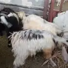 تيوس عوارض للبيع