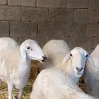 ضأن صنف وفاخرة