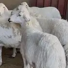 ضأن فاخرة وطيبة