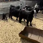 معزا عوارض جروم ناهيه دفيع وحده والد