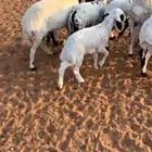 شياه مواليد برابر