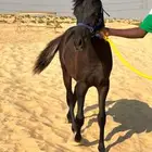 مهرة شعبية فاخرة 8 شهور