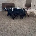 معزا دفيع ومقرعات