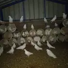 حمام فرنسي منتج