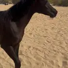 مهرة شعبية فاخرة 8 شهور