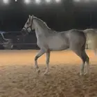 حصان خيل جزيري واهو