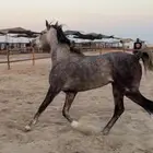 حصان شيخ ولد عمار العامرية