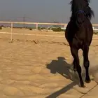 مهرة شعبية فاخرة 8 شهور مهره