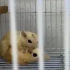 السنجاب الطائر شوقر قلايدر