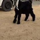 جذع عارضي نادر معرف وصنف جرم ناهي