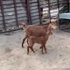 عنز وشاه متابيع