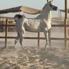 ايواء خيل في الدمام
