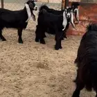 جذعات عوارض صنف معرفات دفيع