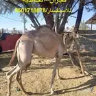 الخالديه