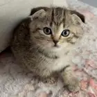 Tripple fold scottish