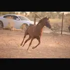 حصان واهو اشقر