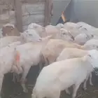 ضان بلدي العدد 20