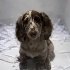 جراء داشهاند لونق هير ذكر و انثى