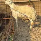 فحول صنف الصنف مشروطة شرط على الفيديو للتوثيق