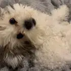 للبيع كلبة هافانيز   أبيض فرو كثيف