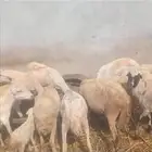 ضان بلدي العدد 14