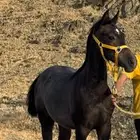 امهار للبيع