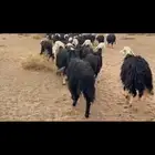 غنم نجد طيبه