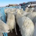 اضاحي سواكن حري الطايف نشرط جودة