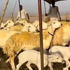 غنم حريات حرش صنف 45 معاها 9