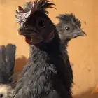 للبيع صيصان دجاج حباحب