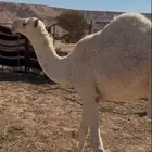 مفروده تماميه طيبه( تم البيع )