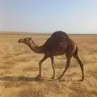 قعود