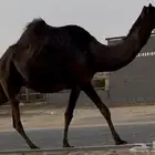 مجهم لقحه ثنو طيبه جدا وسلم العذاريب