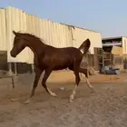 مهر واهو