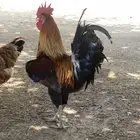 ديك بلدي  ترثه