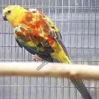 زوج براكيت منتج