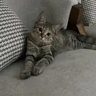 قطط للتبني في الدمام   الظهران  الخبر