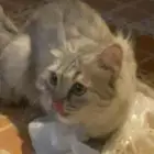 قطه ضايعه للتبني